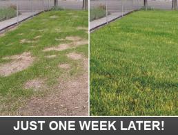 just one week after our Citrus Heights irrigation contractors fixed the system 
